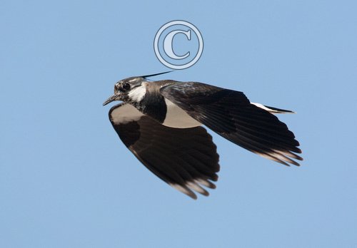 Lapwing in Flight DM0859